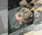Small American Bulldog Mix