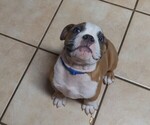 Small #3 Olde English Bulldogge