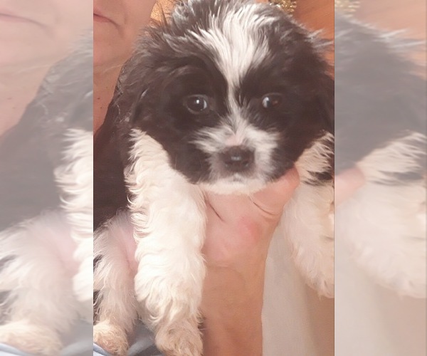 Medium Photo #5 Mal-Shi Puppy For Sale in SALEM, NH, USA