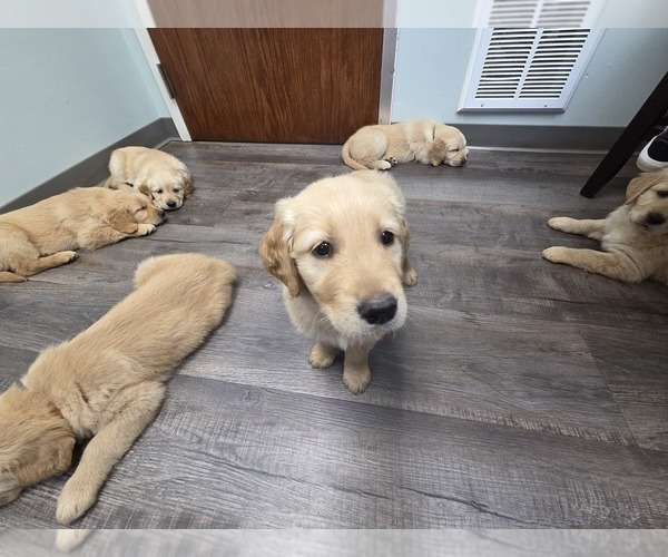 Medium Photo #18 Golden Retriever Puppy For Sale in MINNEAPOLIS, MN, USA