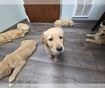 Small #17 Golden Retriever