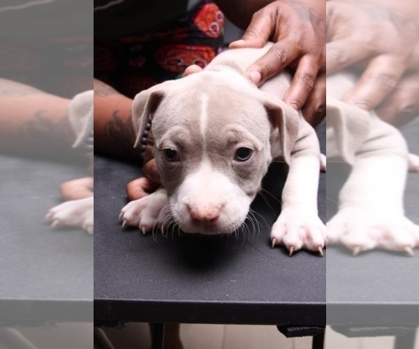 Medium Photo #9 American Bully Puppy For Sale in LITHONIA, GA, USA