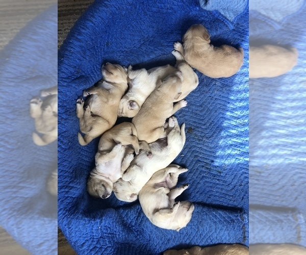 Medium Photo #3 Labrador Retriever Puppy For Sale in CONRATH, WI, USA