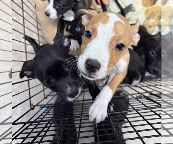 Medium Photo #2 American Boston Bull Terrier Puppy For Sale in GILBERTS, IL, USA