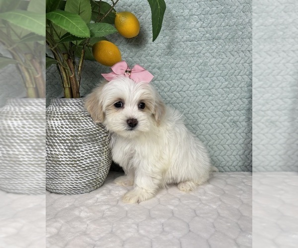 Medium Photo #6 Maltipoo (Toy) Puppy For Sale in FRANKLIN, IN, USA
