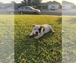 Small #21 American Bully
