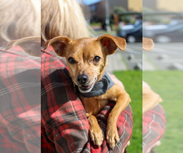 Medium Photo #2 Chihuahua Puppy For Sale in Petaluma, CA, USA