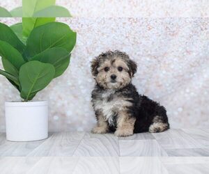 Poochon Puppy for sale in MARIETTA, GA, USA