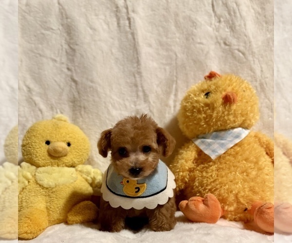 Medium Photo #3 Poodle (Toy) Puppy For Sale in REDLANDS, CA, USA