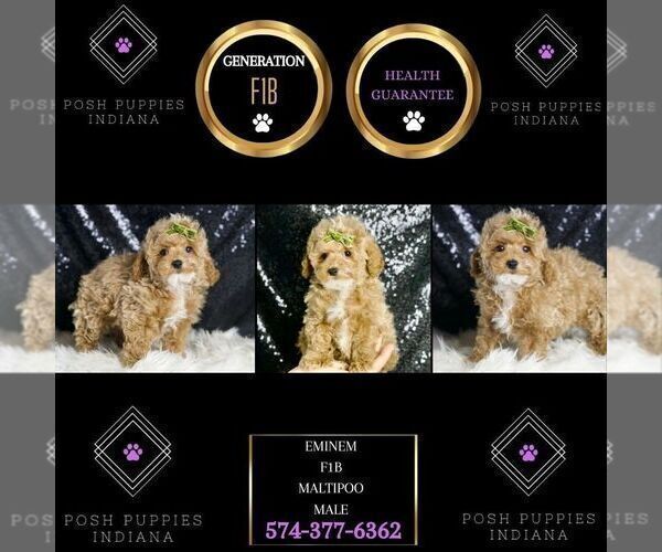 Medium Photo #7 Maltipoo Puppy For Sale in WARSAW, IN, USA
