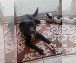 Small #3 Labrador Retriever Mix