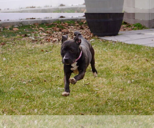 Medium Photo #58 American Pit Bull Terrier-Unknown Mix Puppy For Sale in Germantown, OH, USA
