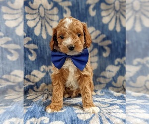 Cock-A-Poo-Poodle (Toy) Mix Puppy for sale in KIRKWOOD, PA, USA