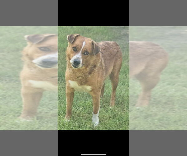 Medium Photo #5 Mutt Puppy For Sale in Great Bend, KS, USA