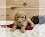 Puppy 3 Poodle (Miniature)-Whoodle Mix
