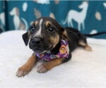 Rye - Female Cheagle Dog for Adoption - Small photo
