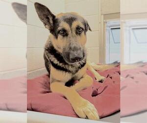 German Shepherd Dog Dogs for adoption in Houston, TX, USA