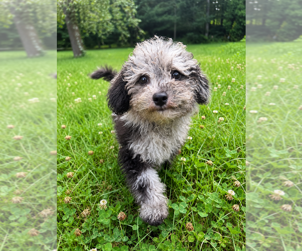Medium Photo #20 Cavapoo (Miniature) Puppy For Sale in DURHAM, CT, USA