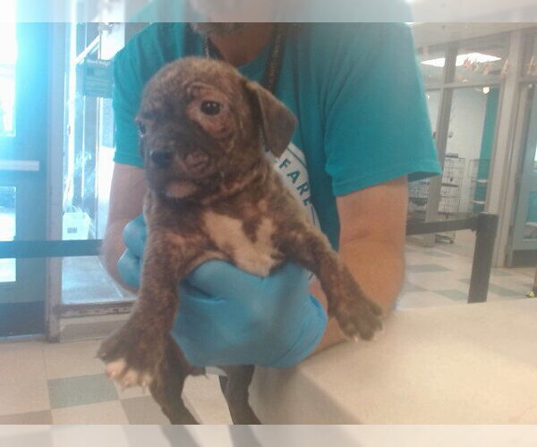 Medium Photo #1 Staffordshire Bull Terrier Puppy For Sale in Oklahoma City, OK, USA