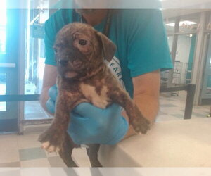 Staffordshire Bull Terrier Dogs for adoption in Oklahoma City, OK, USA