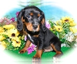 Small Photo #1 Beaglier-Cavalier King Charles Spaniel Mix Puppy For Sale in HAMMOND, IN, USA