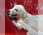 Small #3 Great Pyrenees