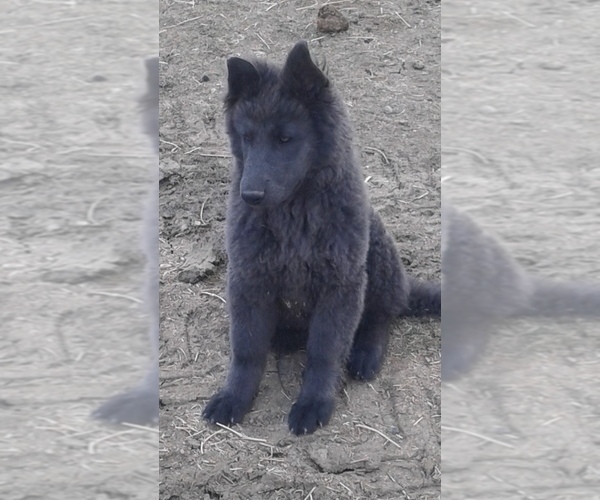 Medium Photo #1 German Shepherd Dog Puppy For Sale in FORT COLLINS, CO, USA