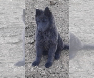 Mother of the German Shepherd Dog puppies born on 02/24/2025