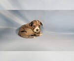 Small #11 Bernedoodle (Miniature)