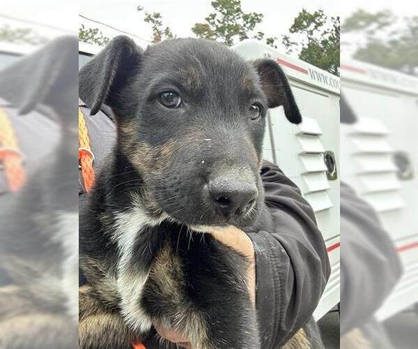 Medium Photo #1 German Shepherd Dog-Unknown Mix Puppy For Sale in Houston, TX, USA