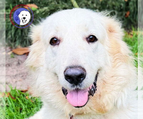 Medium Photo #8 Great Pyrenees Puppy For Sale in Spring, TX, USA
