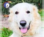 Small #7 Great Pyrenees