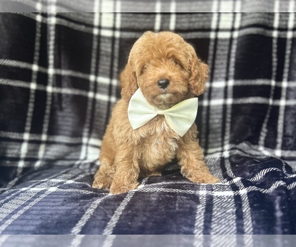Medium Photo #8 Cock-A-Poo Puppy For Sale in LAKELAND, FL, USA