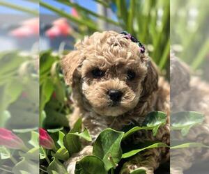 Cavapoo Puppy for Sale in ELMHURST, Illinois USA