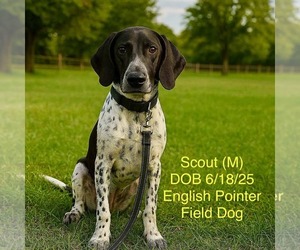 Pointer-Unknown Mix Dogs for adoption in pomfret, CT, USA