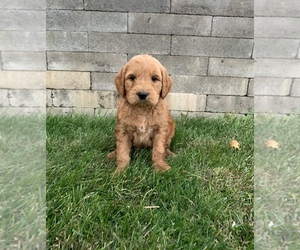 Goldendoodle Puppy for sale in RITTMAN, OH, USA