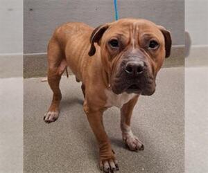 Mutt Dogs for adoption in Las Vegas, NV, USA