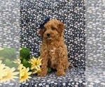 Small Photo #5 Miniature Labradoodle Puppy For Sale in KINZERS, PA, USA