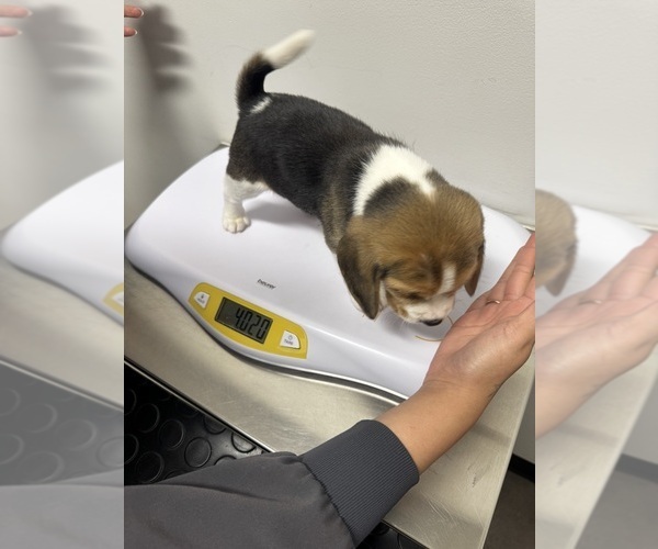 Medium Photo #3 Beagle Puppy For Sale in CHANDLER, AZ, USA