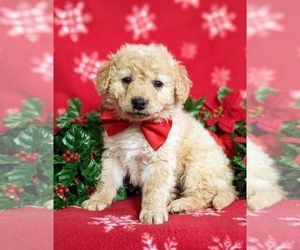 Double Doodle Puppy for sale in CHRISTIANA, PA, USA