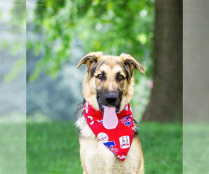 German Shepherd Dog-Unknown Mix Dogs for adoption in Unionville, PA, USA