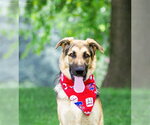 Small German Shepherd Dog Mix