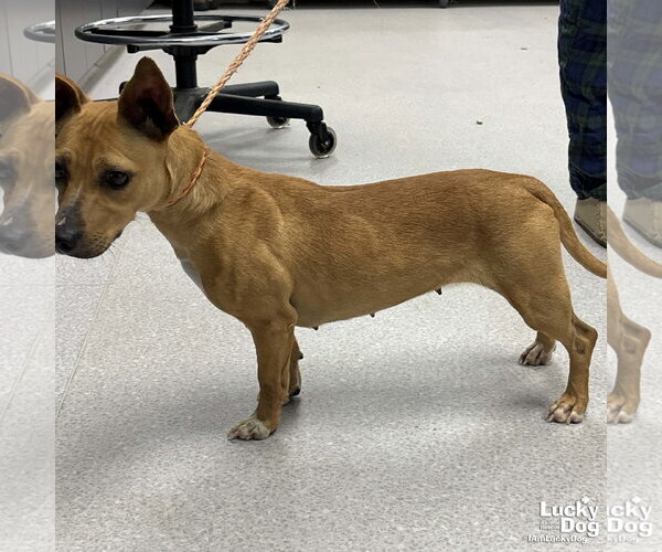 Medium Photo #3 Chiweenie Puppy For Sale in Washington, DC, USA