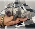Small Photo #9 French Bulldog Puppy For Sale in NEWARK, NJ, USA
