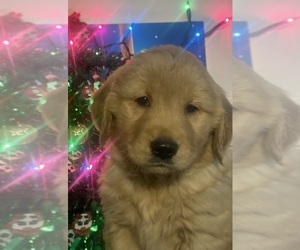 Golden Retriever Litter for sale in BELLEVUE, MI, USA