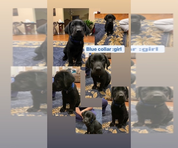 Medium Photo #6 Labrador Retriever Puppy For Sale in BLACKSHEAR, GA, USA