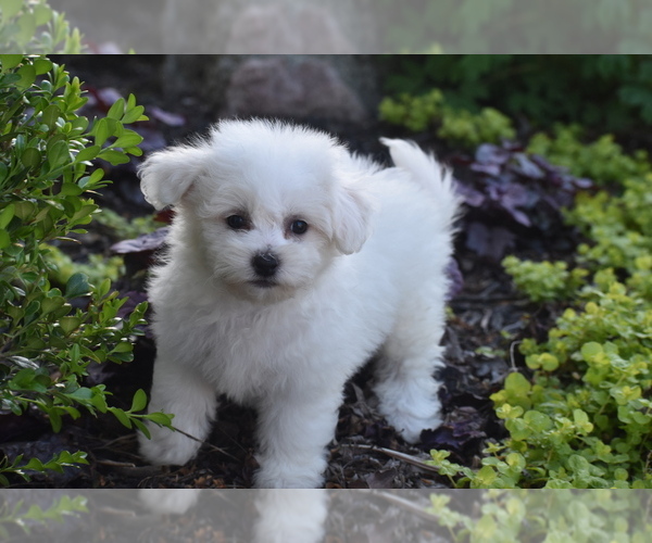 Medium Photo #1 Bichon Frise Puppy For Sale in ELDORADO, OH, USA