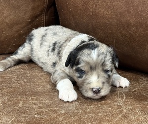Australian Shepherd Puppy for sale in STEWART, MS, USA