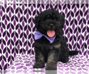Goldendoodle Puppy for sale in MYERSTOWN, PA, USA