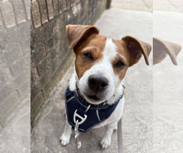 Medium Photo #65 Mutt Puppy For Sale in Philadelphia, PA, USA